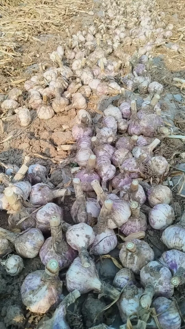 2026 New Crop Garlic