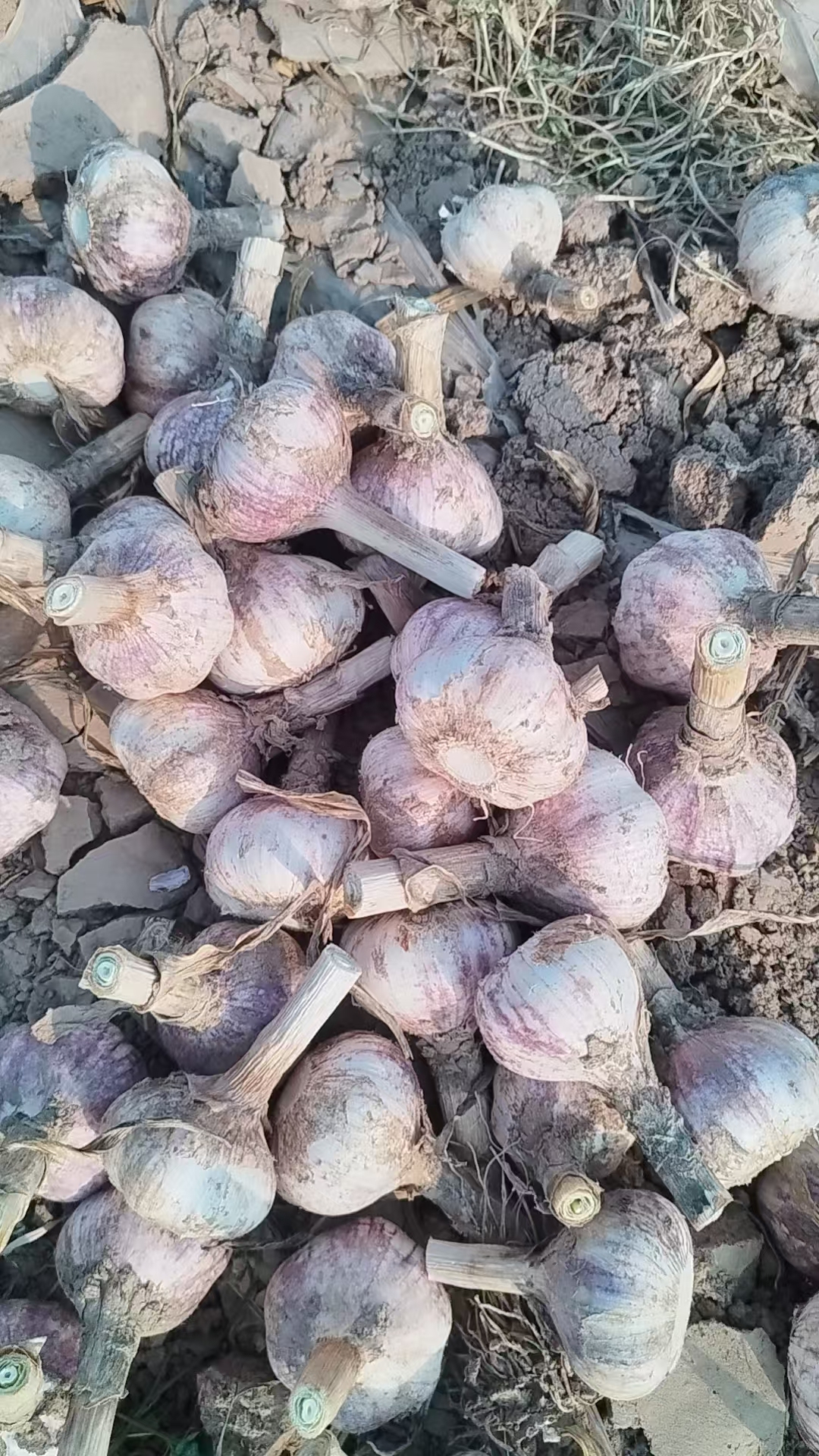 2026 New Crop Garlic