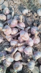 2026 New Crop Garlic