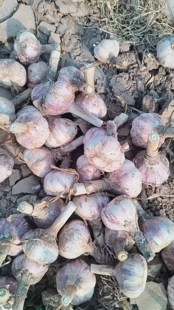 2026 New Crop Garlic