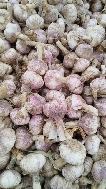 2026 New Crop Garlic