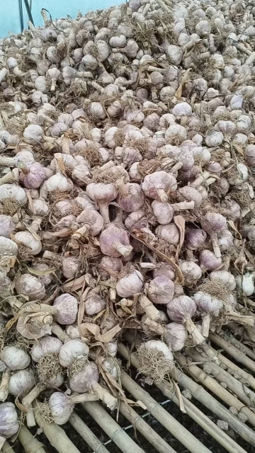 2026 New Crop Garlic