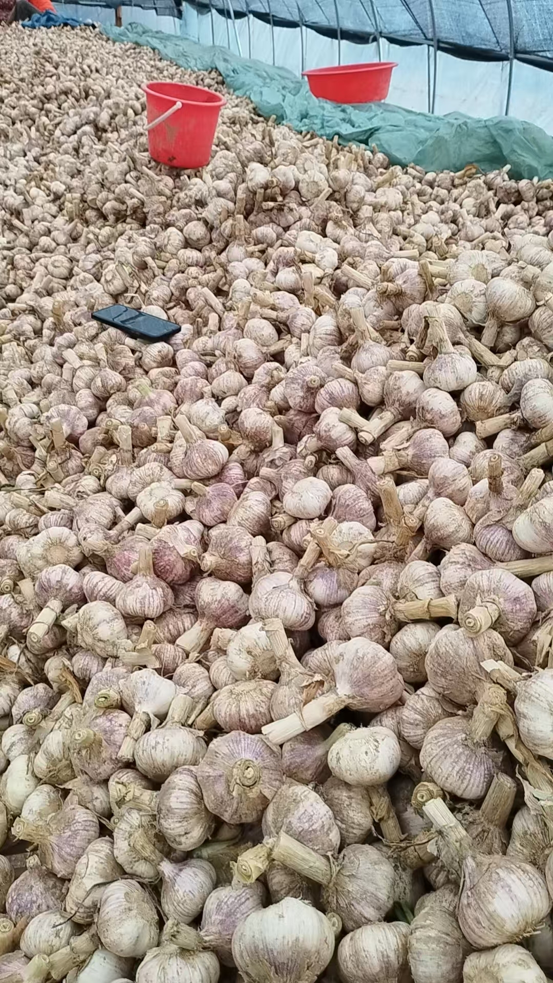 2026 New Crop Garlic