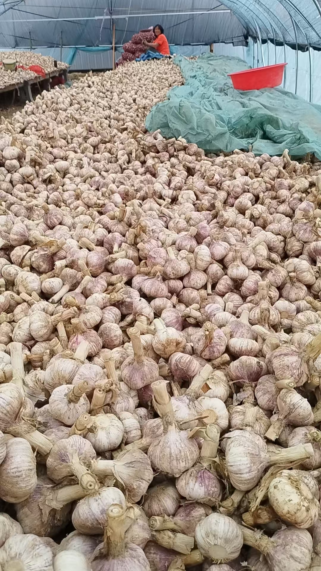 2026 New Crop Garlic