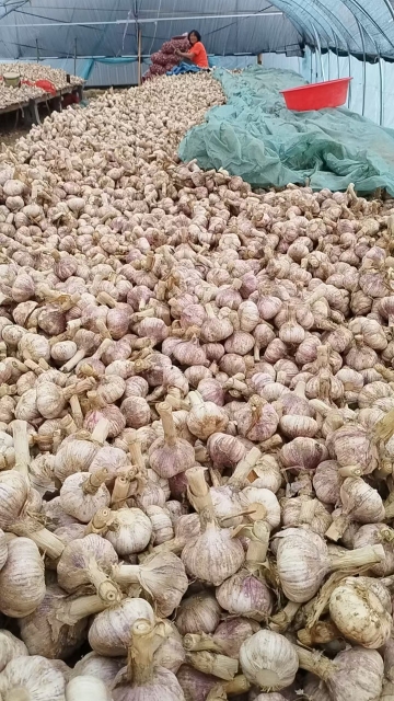 2026 New Crop Garlic
