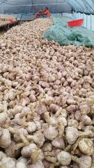2026 New Crop Garlic