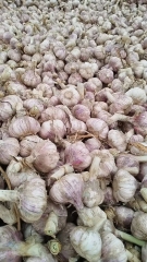 2026 New Crop Garlic