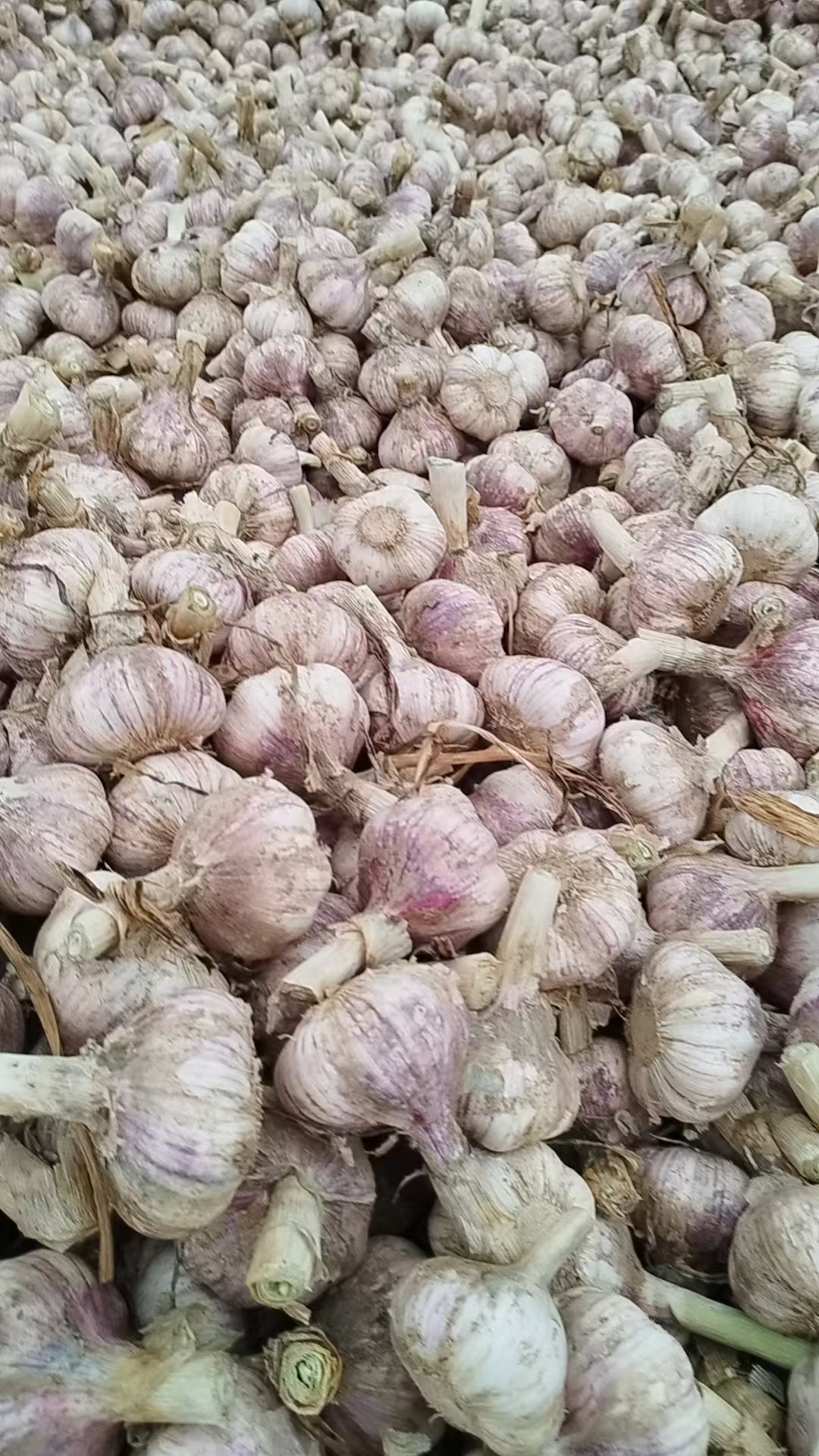 2026 New Crop Garlic