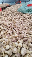 2026 New Crop Garlic