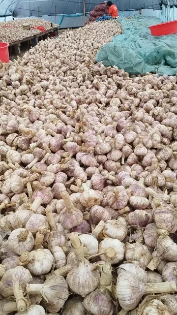 2026 New Crop Garlic