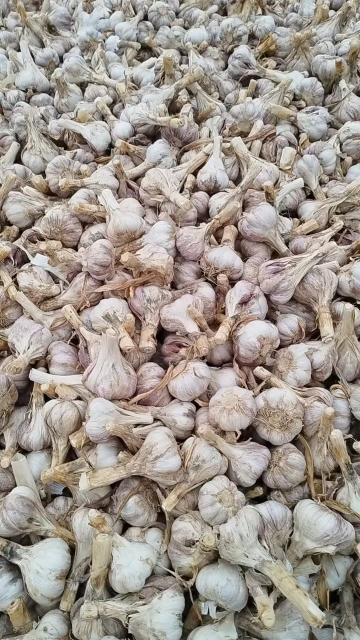 2026 New Crop Garlic