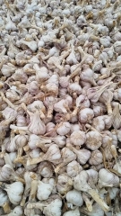 2026 New Crop Garlic