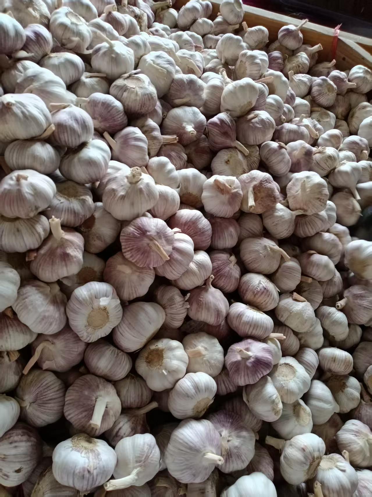2026 New Crop Garlic