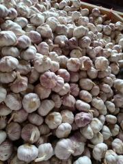 2026 New Crop Garlic