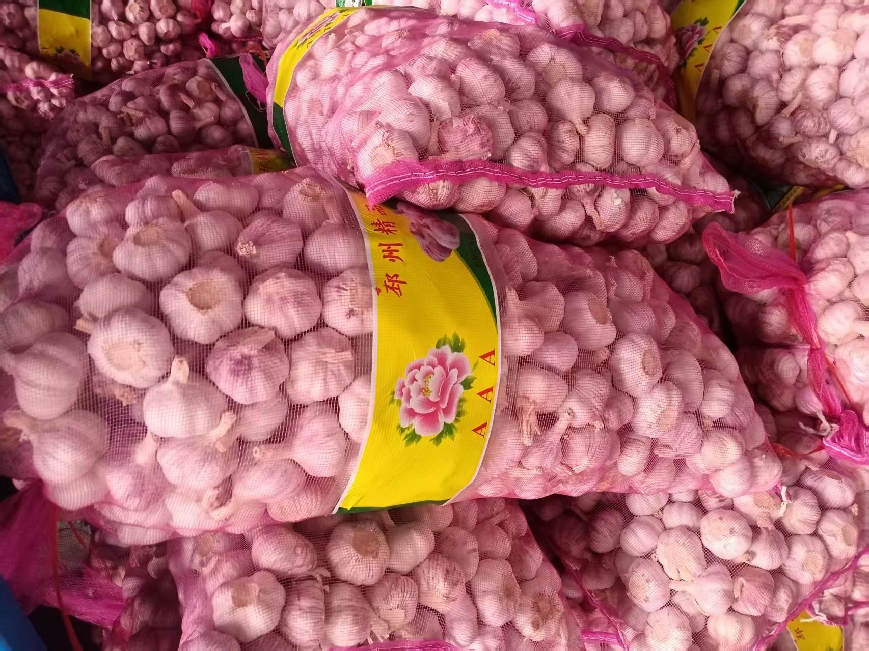 2026 New Crop Garlic