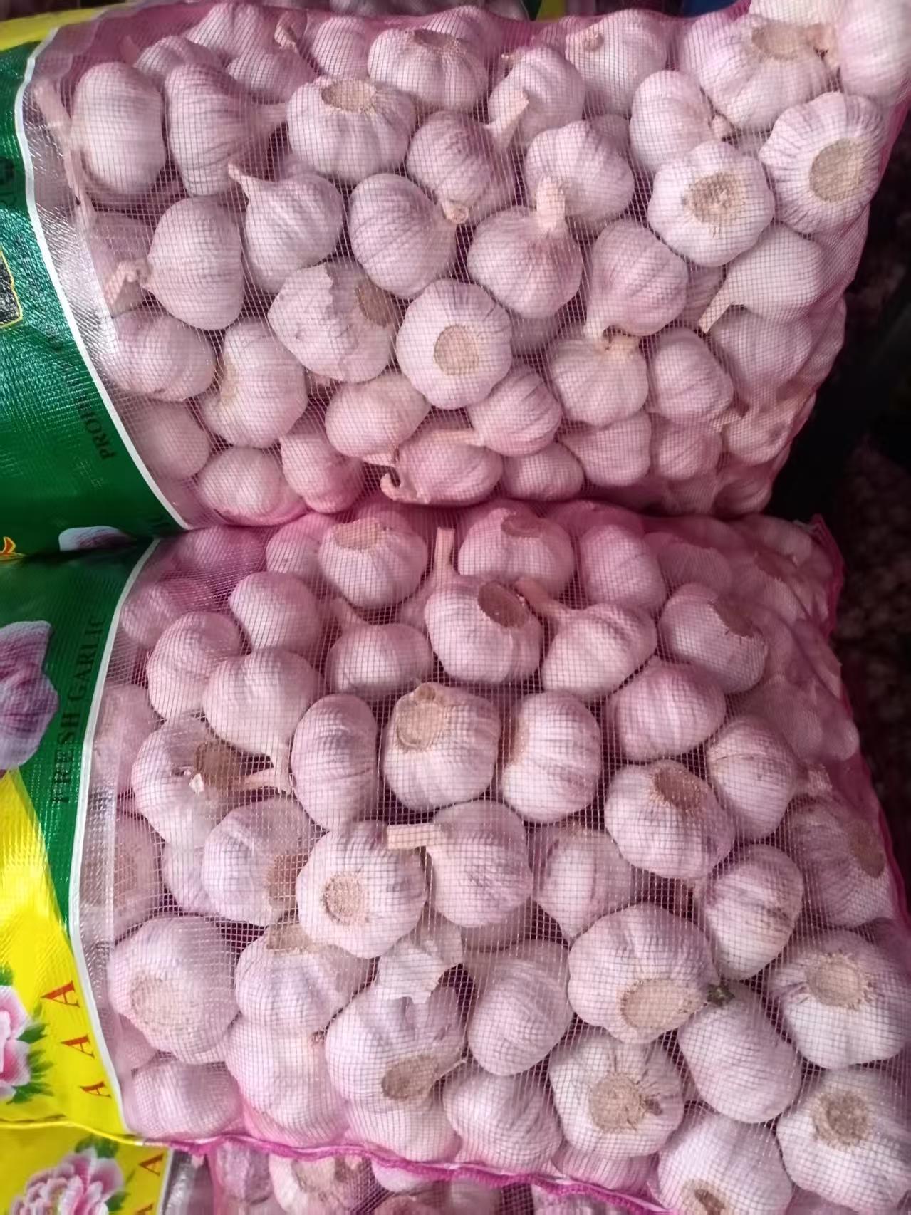 2026 New Crop Garlic