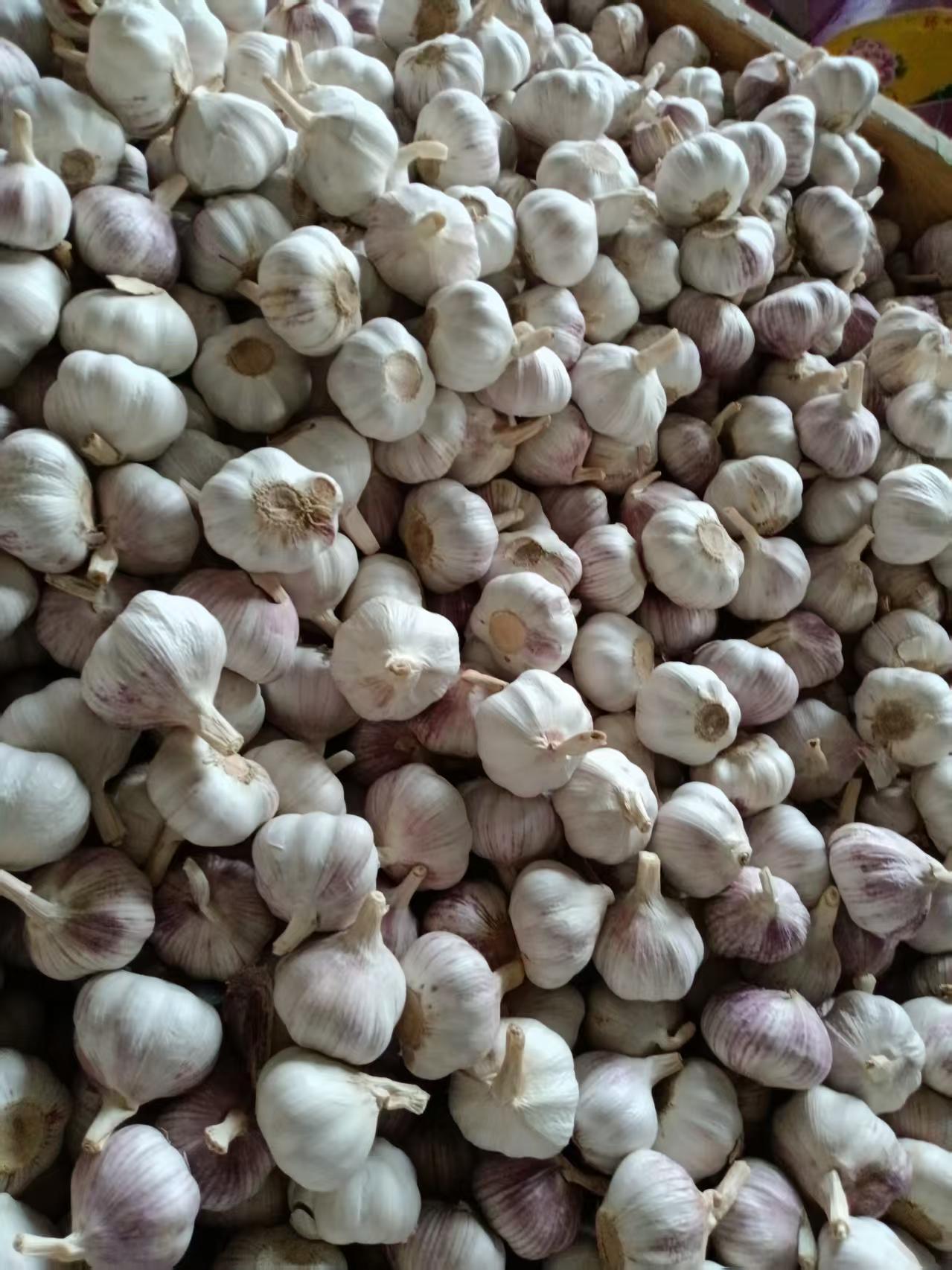 2026 New Crop Garlic