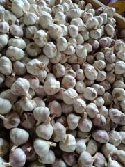 2026 New Crop Garlic
