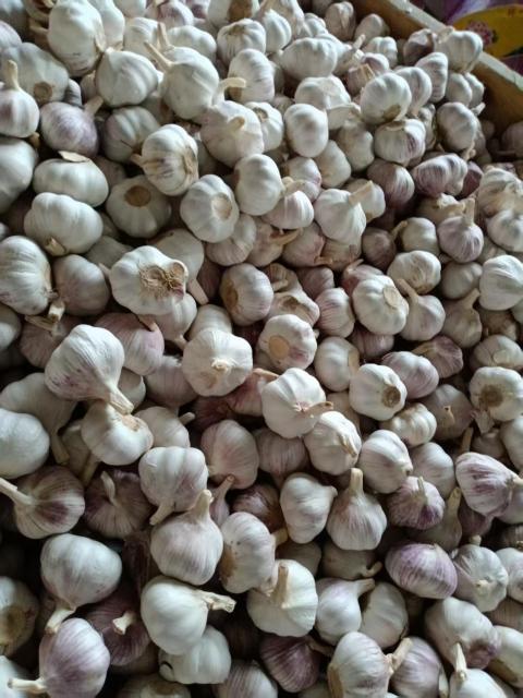 2026 New Crop Garlic