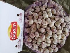 2026 New Crop Garlic
