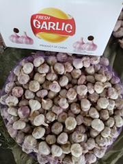 2026 New Crop Garlic