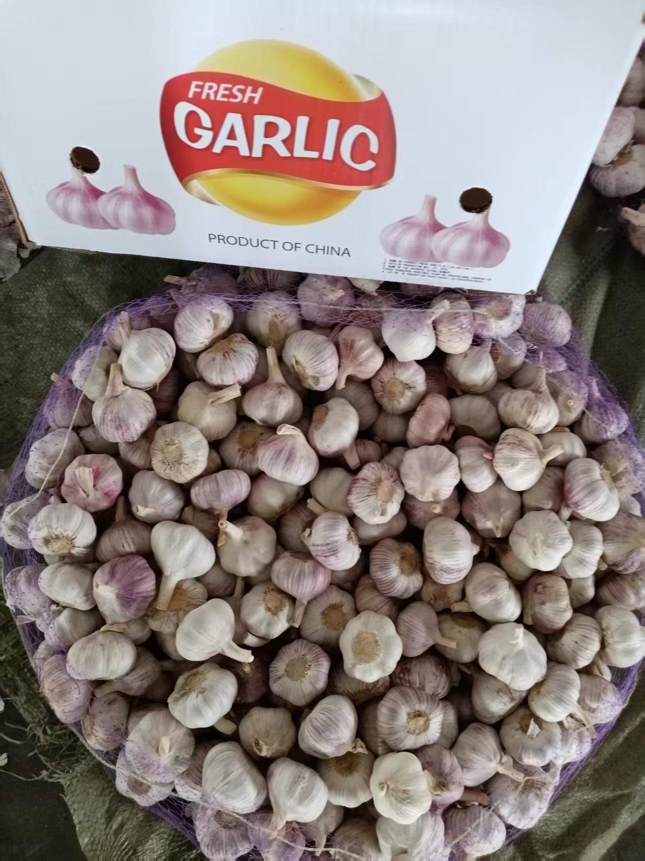 2026 New Crop Garlic