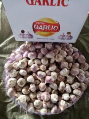 2026 New Crop Garlic