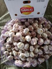 2026 New Crop Garlic