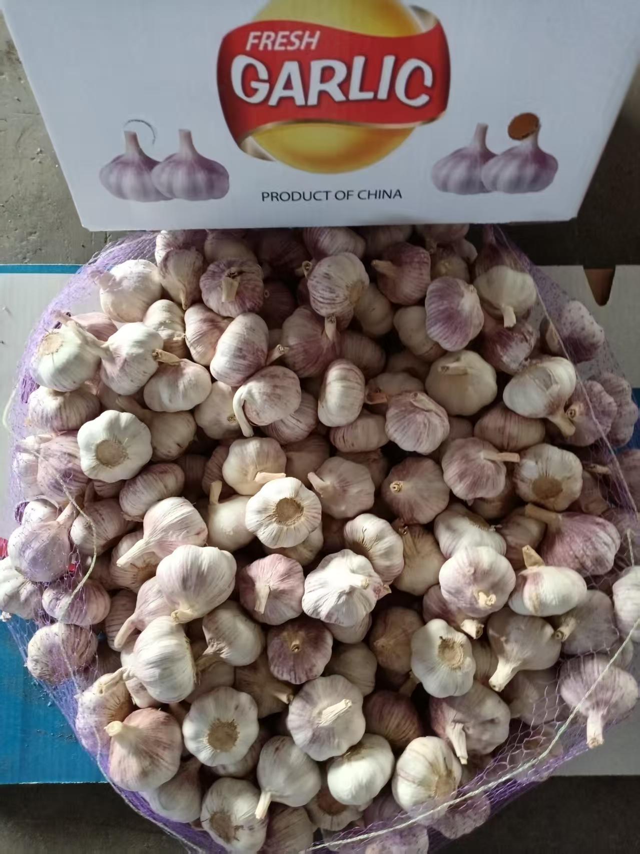 2026 New Crop Garlic