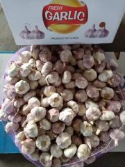 2026 New Crop Garlic