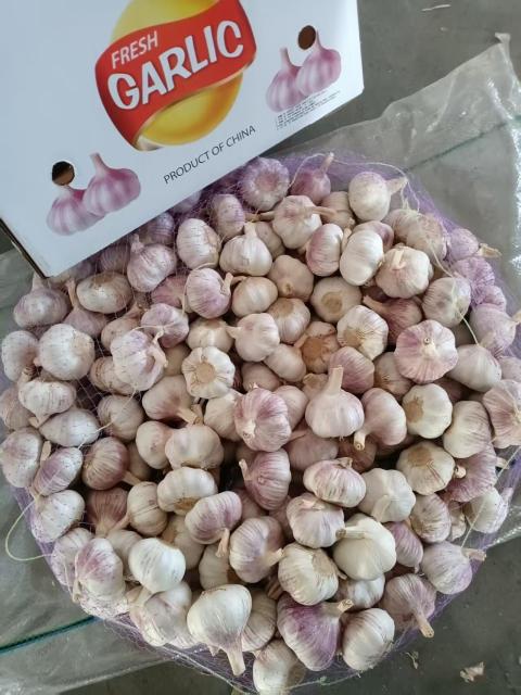 2026 New Crop Garlic