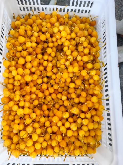 SO2 cherry in barrels