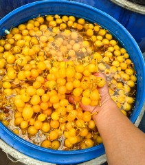 SO2 cherry in barrels