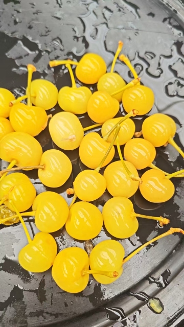 SO2 cherry in barrels