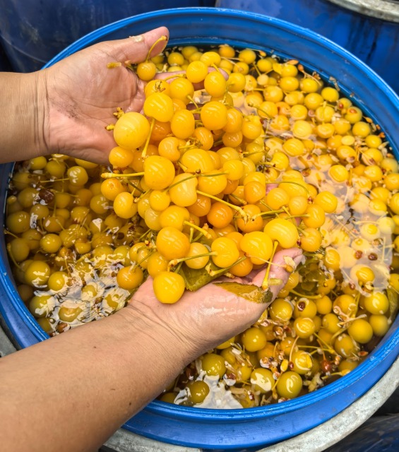 SO2 cherry in barrels