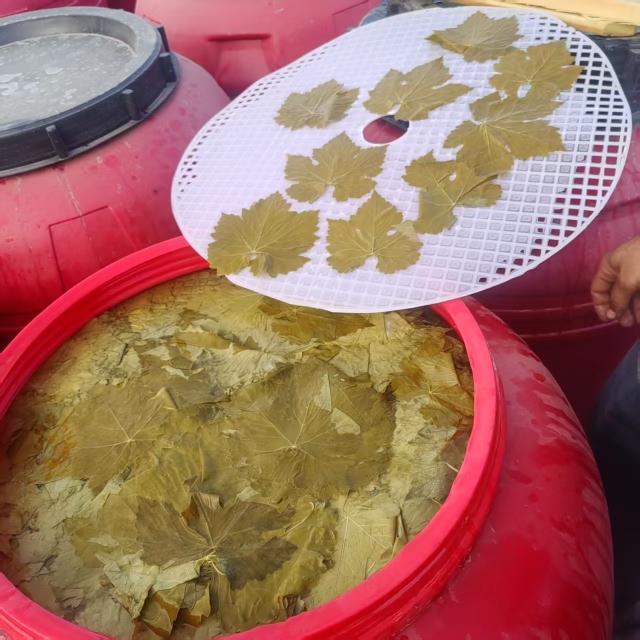Grape Leaves in bucket