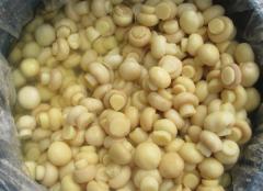 50kgs Drumed Mushroom in SO2