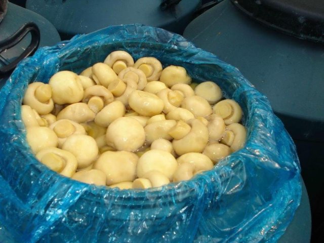 50kgs Drumed Mushroom in SO2