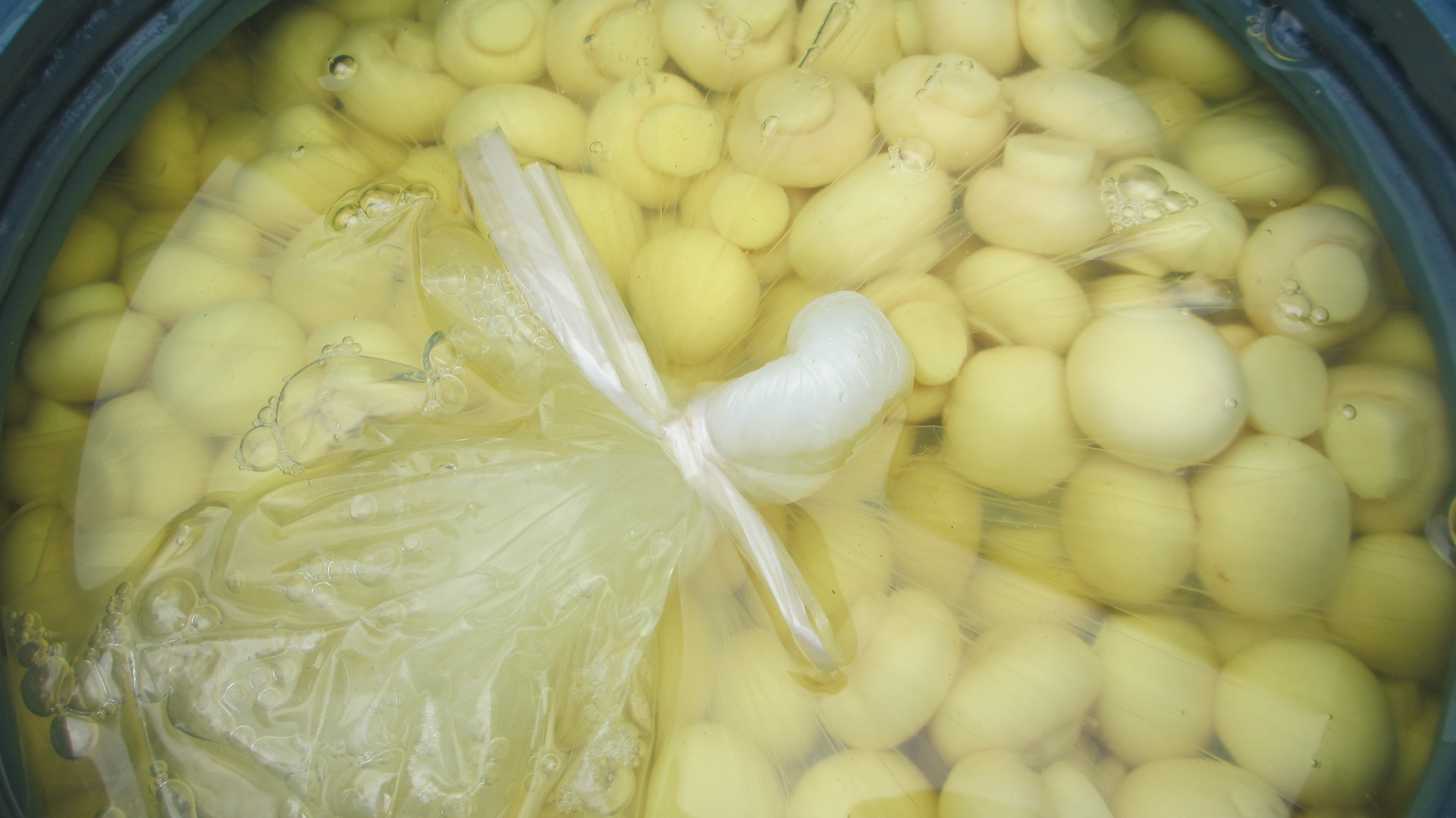 50kgs Drumed Mushroom in SO2