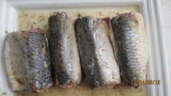 Canned Mackerel in Brine