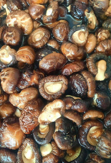 Canned Shii-take Mushroom