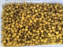 Cherries in SO2 in drum