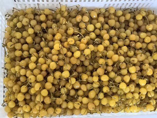 Cherries in SO2 in drum