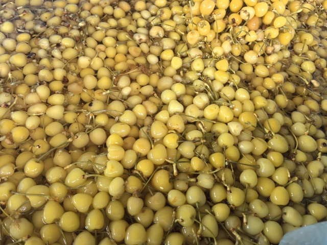 Cherries in SO2 in drum