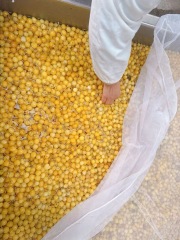 Cherries in SO2 in drum