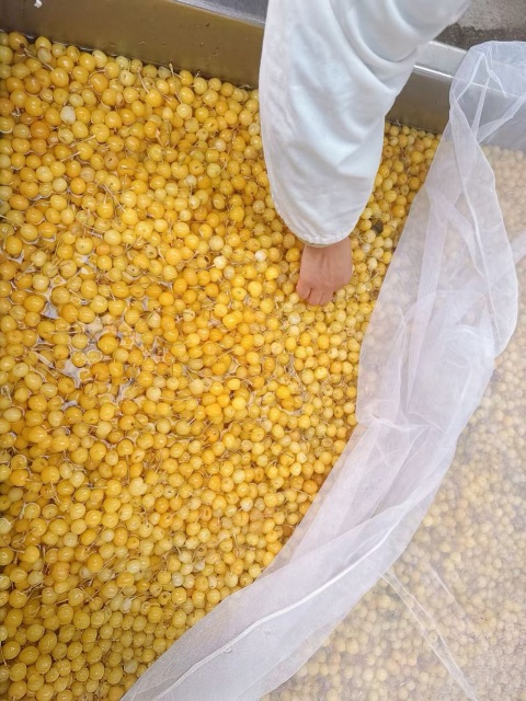 Cherries in SO2 in drum