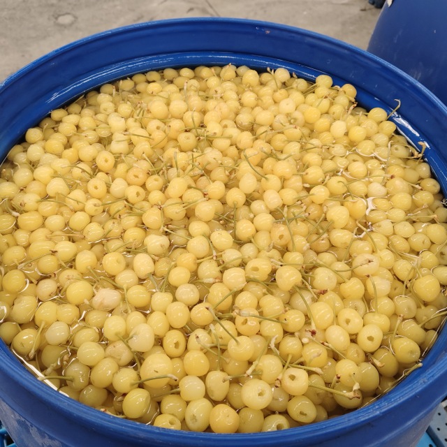 Cherries in SO2 in drum