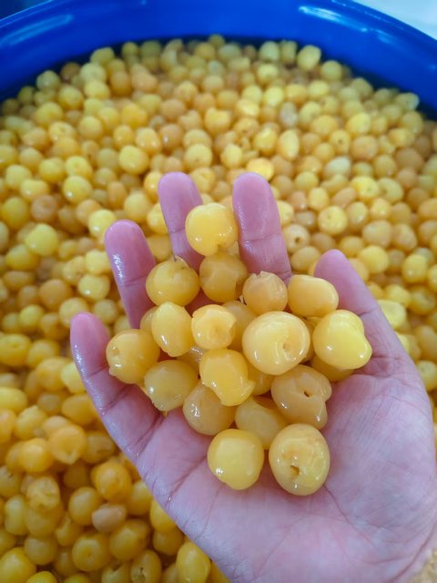 Cherries in SO2 in drum