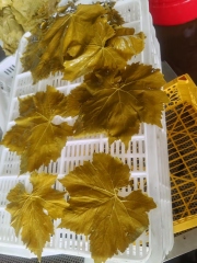 Grape Leaves in jar