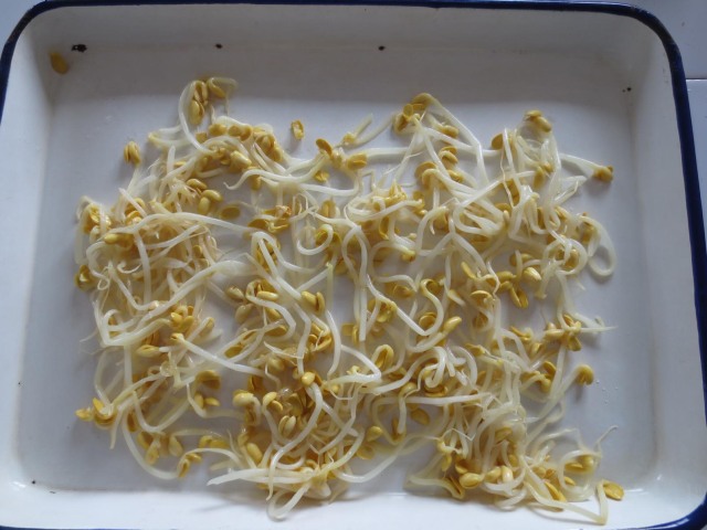 Canned Bean Sprout
